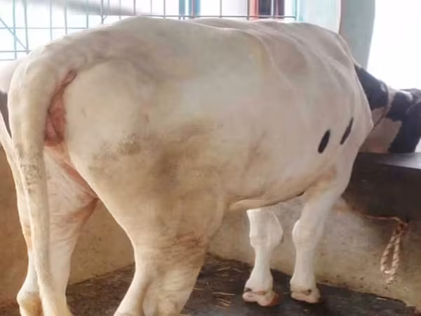 ላም, Cattle
