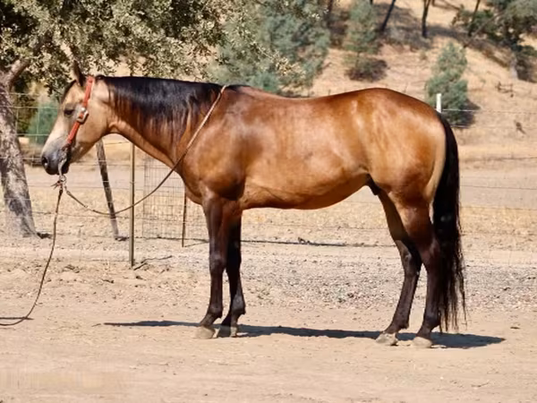 اسب نر, Quarter Horse