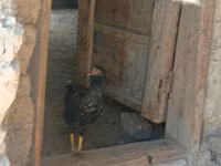 Chickens — fotografija 1