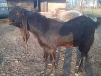 숫염소, Kamori goats — 사진 4