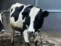 ხარი, Russian Black pied cattle — ფოტო 6