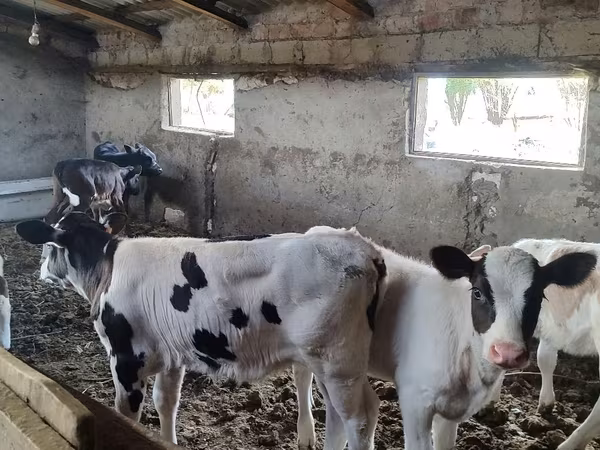 گاو ماده, گاو