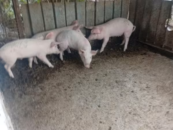 Boar, Pigs — Moldova