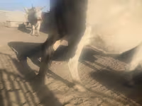 گاو ماده, گاو — عکس 4