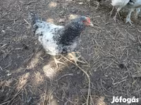 Chickens — عکس 4