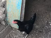 Chickens — 사진 7