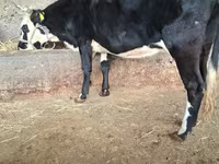 Үнээ, Latvian Blue cattle — 5 зураг