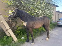 ม้าตัวผู้, Kustanai horse — รูปภาพ 3