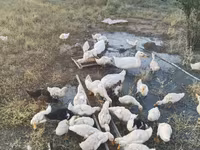 Ducks — foto 4