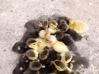 Ducks — รูปภาพ 1