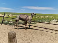 شتر ماده, شتر — عکس 3