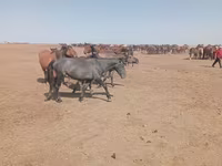 مادیان, Horse breed — عکس 5