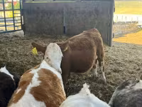 Гов, Simmental cattle — акс 3