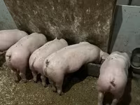 หมูป่าตัวผู้, Гипор — รูปภาพ 2