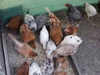 Chickens — foto 5
