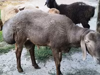 قوچ, Hissar sheep — عکس 5