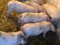 Eber, Schweine — Foto 2