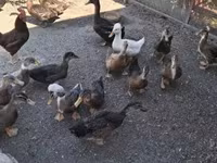 Ducks — foto 2