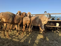 Widder, Arashan sheep — Foto 1