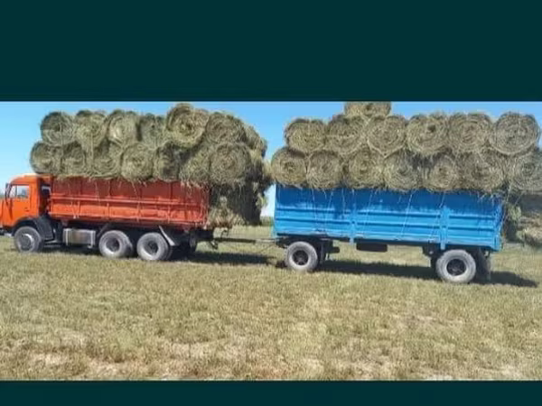 Сено люцерна жоношка свежый укос жоношка сатамын кез келген жерге жетк