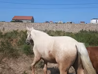 Pastuv, Azerbaijan horse — fotografija 3
