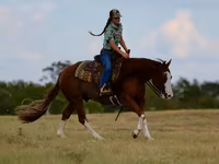 Horse (M), Quarter Horse — photo 7