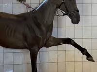 Cavalo, Akhal-Teke — foto 4