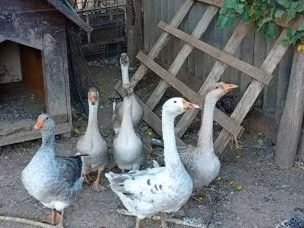 Geese