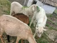 قوچ, Merino sheep — عکس 2