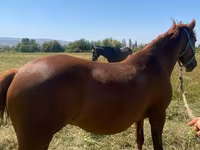 ፈረስ, Horses — ፎቶ 4