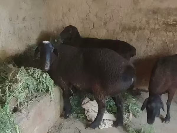 母羊, Sheep