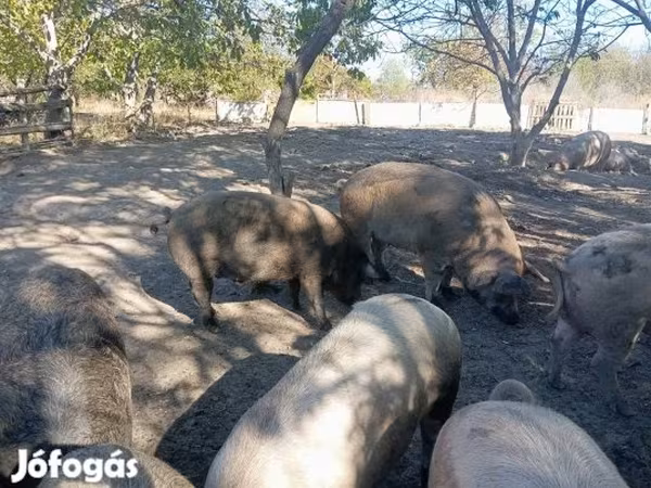 Suini (lotto, sesso non specificato), Мангалица