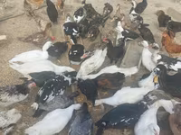 مسکوی خانگی — عکس 2