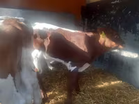 Buqa, Simmental cattle — 3-rasm