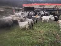 Kambing betina, Sheep — foto 4