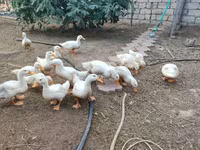 آمریکن پکین — عکس 1