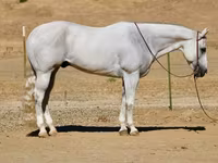 اسب نر, Quarter Horse — عکس 7