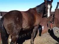 Hingst, Arabian horse — foto 1