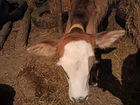 गाय, मवेशी — फ़ोटो 3