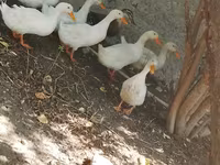 Ducks — รูปภาพ 1