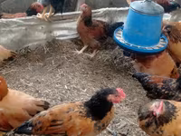 Chickens — φωτογραφία 2