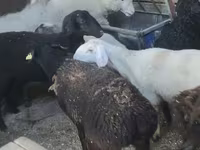 母羊, Sheep — 照片 3