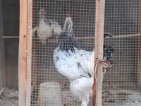 Brahma — foto 2