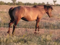 مادیان, Mugalzhar horse — عکس 1
