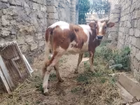 Bò cái, Simmental cattle — ảnh 4