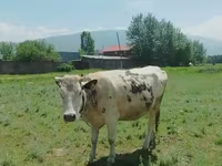 Krava, Simmental cattle — foto 3