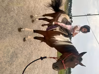 雄馬, Thoroughbred horse — 写真 6