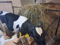 Крава, Russian Black pied cattle — снимка 4