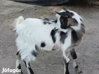 Billy Goat, Goats — photo 1