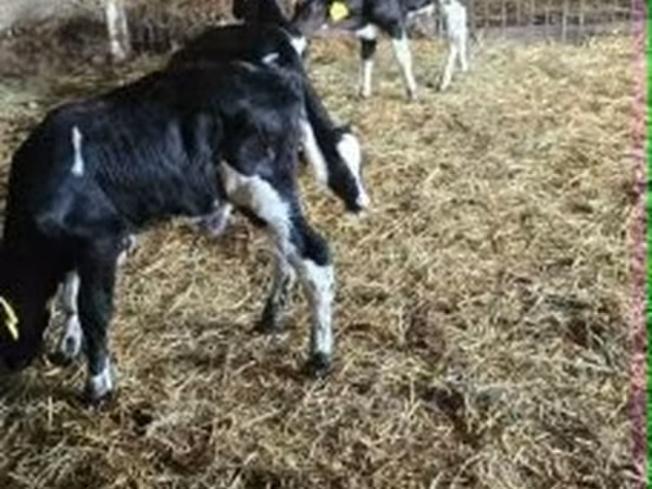 Bik, Russian Black pied cattle